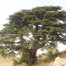 AMMOUN
